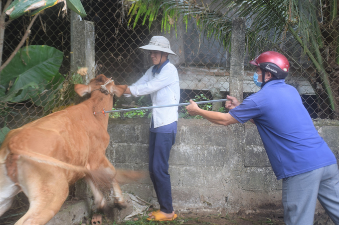 Tiêm phòng vacxin cho trâu, bò rất nguy hiểm nên nhân viên thú y phải nhờ sự trợ giúp của người chăn nuôi. Ảnh: V.Đ.T.