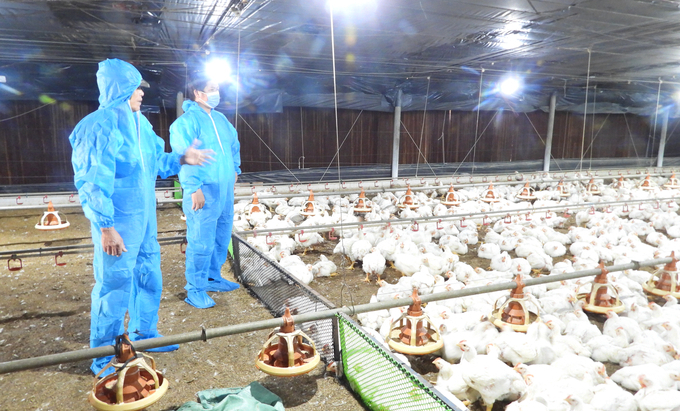 Người chăn nuôi gà thực hiện các giải pháp an toàn dịch bệnh. Ảnh: Trần Trung.