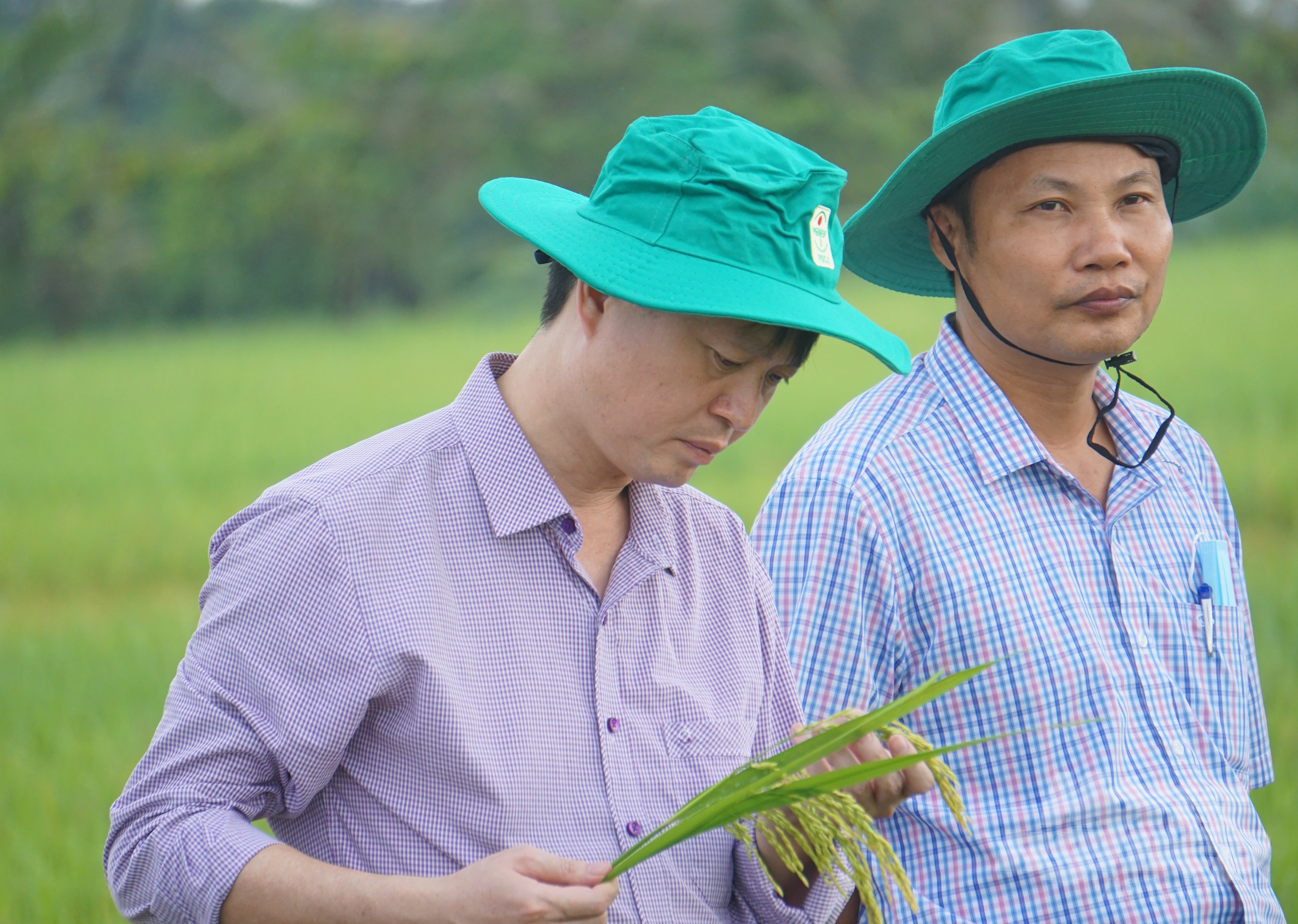 Giống lúa Hương Thanh 8 nhận được sự quan tâm của cán bộ và bà con nông dân huyện Triệu Sơn. 