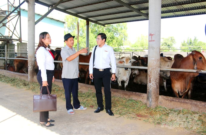 Trong lĩnh vực chăn nuôi, tỉnh An Giang phấn đấu đến năm 2025 tổng đàn bò đạt khoảng 95.000 con, trong đó có 10.000 con bò sữa của Công ty TH True Milk. Ảnh: Lê Hoàng Vũ.
