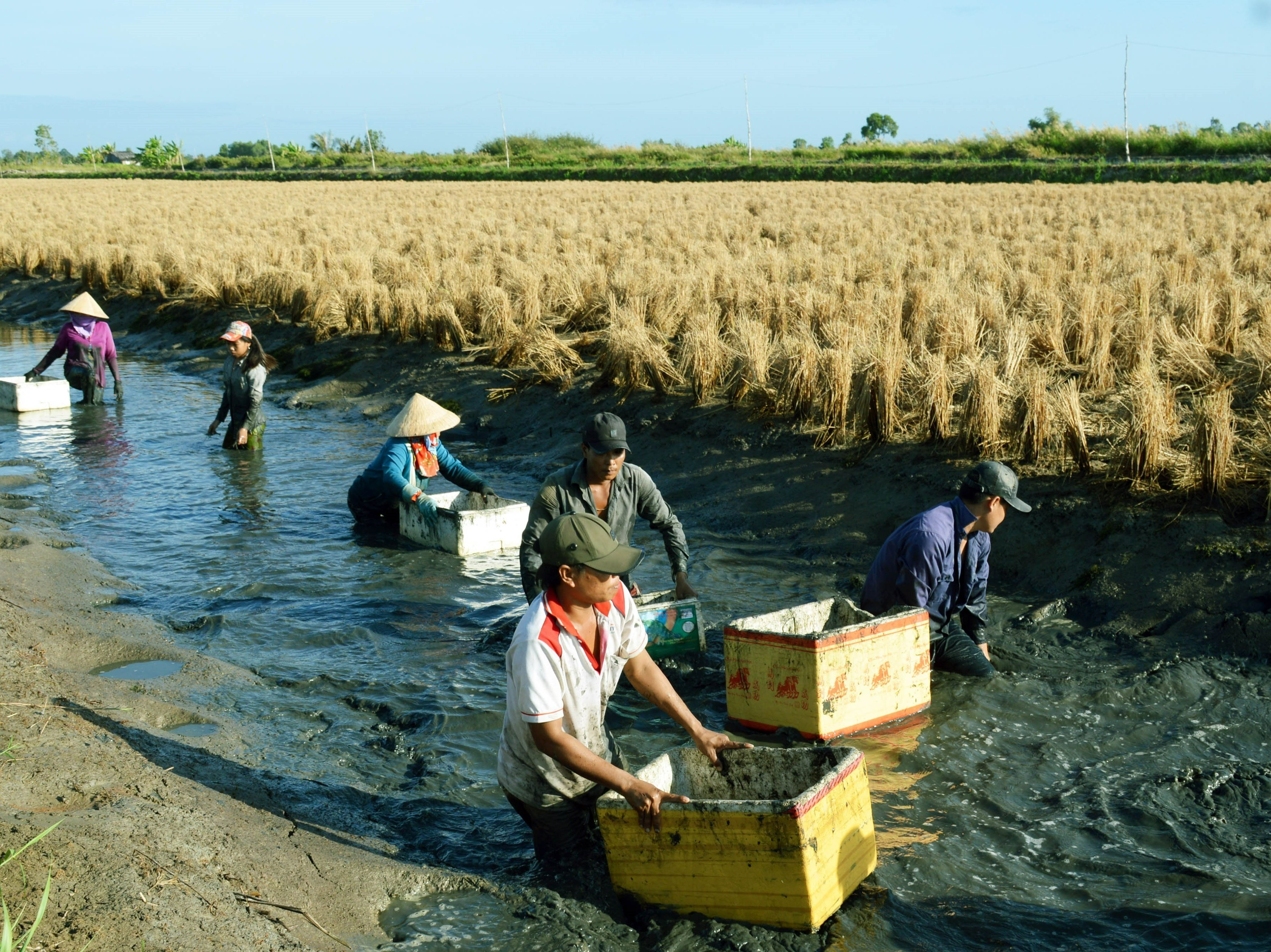 Thu hoạch tôm càng xanh nuôi trong ruộng lúa ở huyện Thới Bình, tỉnh Cà Mau. Ảnh: Kim Anh.