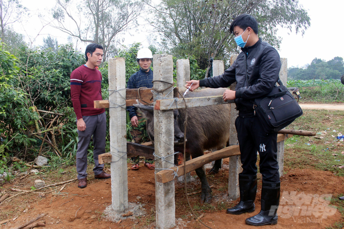 Tỷ lệ tiêm phòng vacxin trên đàn vật nuôi tại tỉnh Quảng Trị thấp, chỉ đạt 60 - 65%. Ảnh: Võ Dũng.