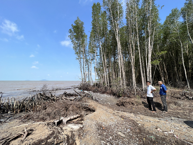 The eastern coast of Ca Mau province is severely ravaged by landslides. Photo: Trong Linh.