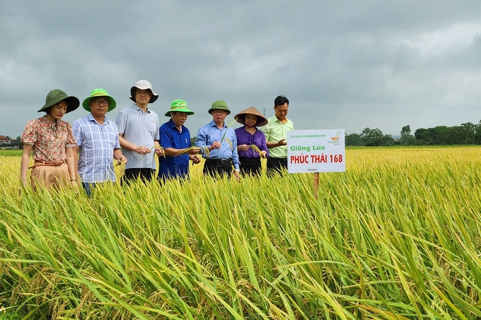 Lý do nông dân lựa chọn và chung thủy các giống lúa của Thái Bình là vì hai nhẽ, một là gạo ngon, cơm dẻo; chống chịu sâu bệnh tốt, năng suất cao, lúa ngắn ngày. Hai là thái độ phục vụ rất tốt của đội ngũ nhân viên của Tập đoàn. Ảnh: Hà Anh.