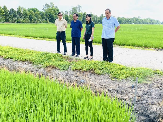 Bộ trưởng Bộ NN-PTNT Lê Minh Hoan cùng ông Nguyễn Thanh Bình, Chủ tịch UBND tỉnh An Giang thăm vùng sản xuất lúa theo SRP của Tập đoàn Lộc Trời tại huyện Thoại Sơn - An Giang. Ảnh: Lê Hoàng Vũ. 