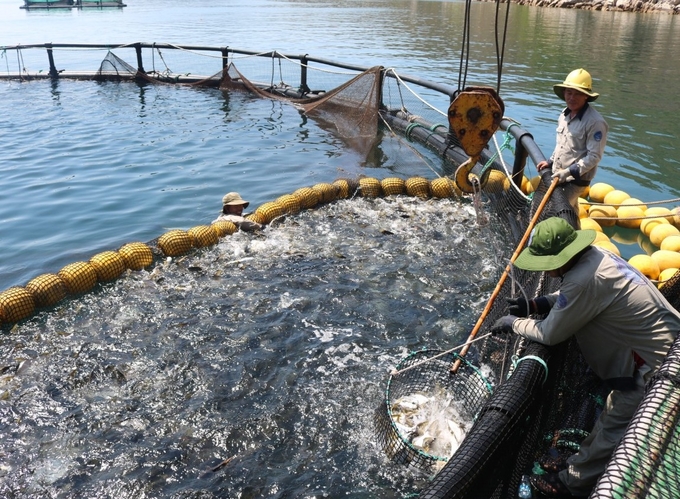 Tỉnh Khánh Hòa đang xây dựng đề án phát triển nuôi biển công nghệ cao. Ảnh: KS.