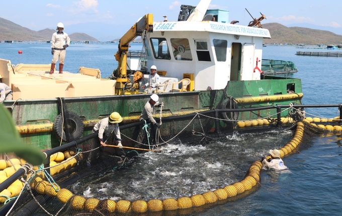 Mô hình nuôi biển quy mô công nghiệp trên vịnh Vân Phong, tỉnh Khánh Hòa. Ảnh: KS.