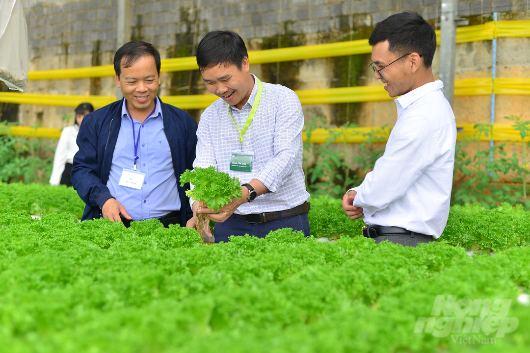 Theo đánh giá của người sản xuất, xà lách thủy canh năng suất cao, chất lượng sản phẩm tốt và mỗi năm có thể trồng liên tiếp lên đến 10 vụ. Ảnh: Minh Hậu.