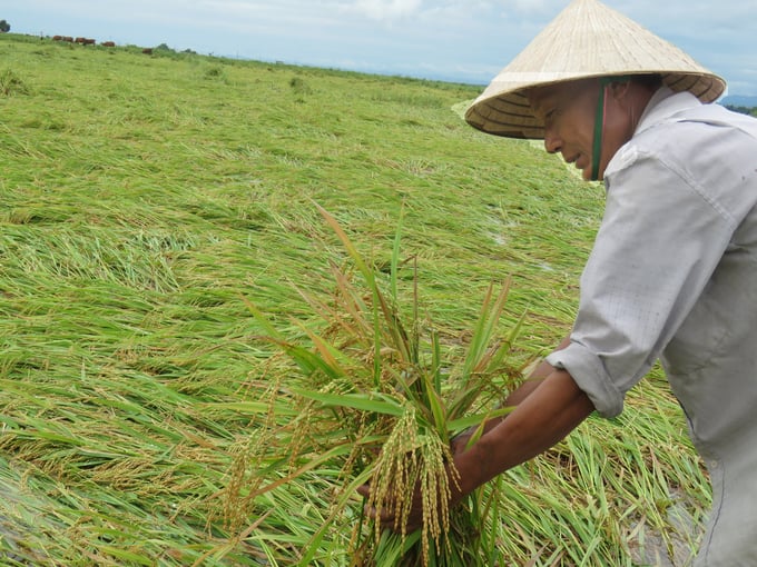 Ông Nguyễn Văn Hiếu: 'Nhiều hạt lúa trên bông đã nẩy mầm do ngâm nước lâu ngày'. Ảnh: T.Phùng.