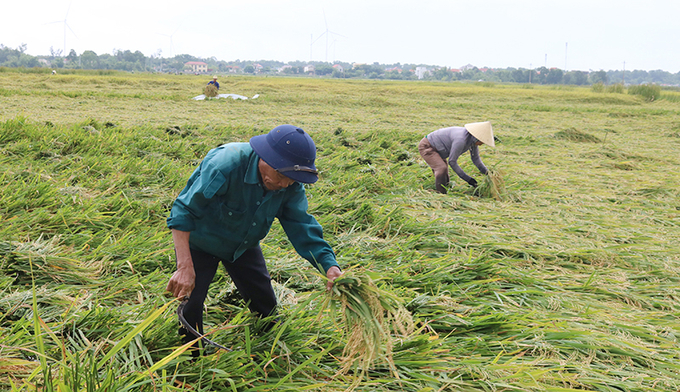 Nông dân tranh thủ tận thu hoạch lúa ngập nước để hạn chế thất bát vụ mùa. Ảnh: N.Hải.