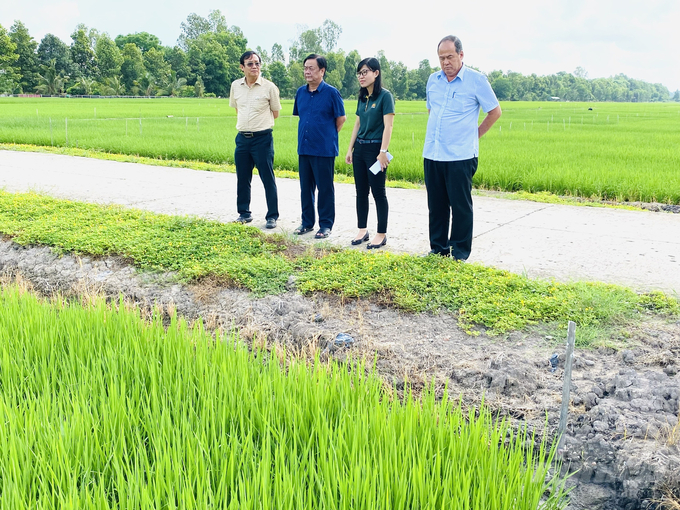 Minister Le Minh Hoan and Mr. Nguyen Thanh Binh, Chairman of An Giang Provincial People's Committee, surveying the SRP-compliant rice production area owned by Loc Troi Group in Thoai Son district, An Giang province. Photo: Le Hoang Vu. 