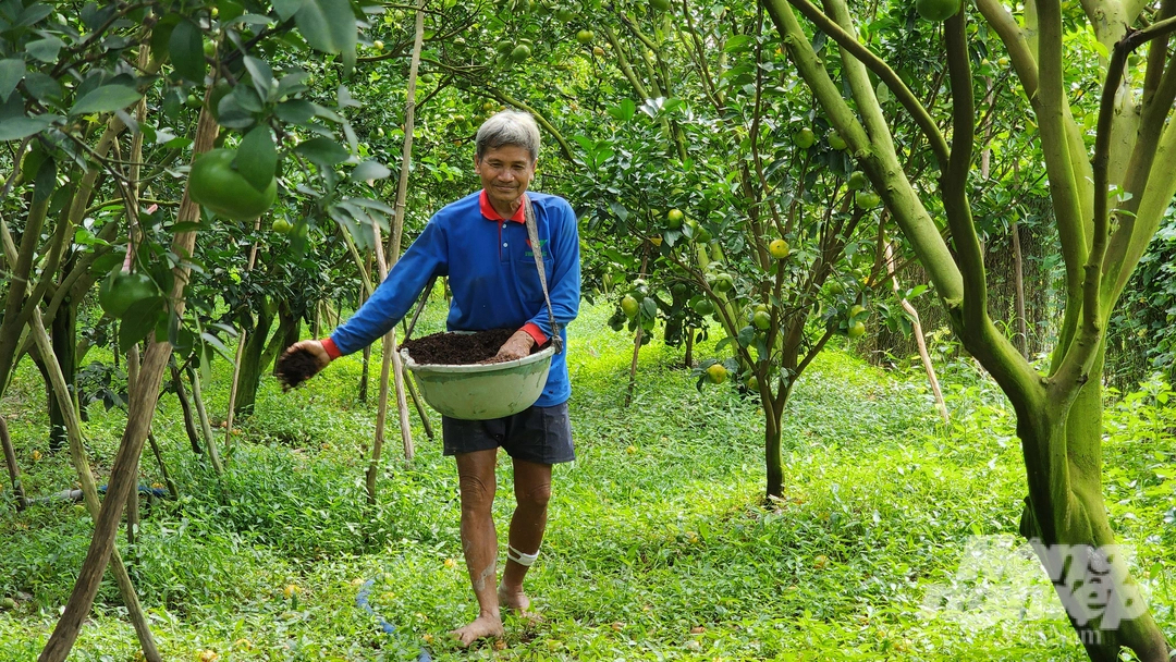 Nông dân Đồng Tháp sử dụng phân bón an toàn, hiệu quả, góp phần thực hiện Đề án 'Bảo tồn quýt hồng huyện Lai Vung giai đoạn 2021 - 2024'. Ảnh: Hồ Thảo.