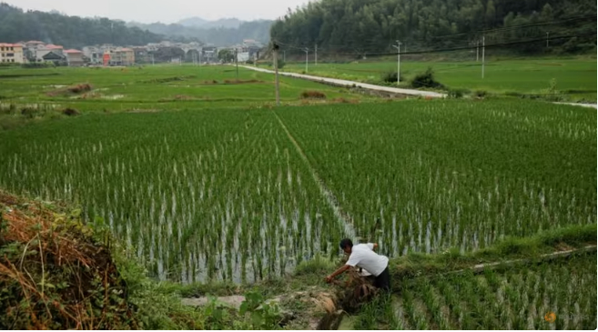 A farmer tends to his rice field in the village of Yangchao in Liping County, Guizhou province, China, Jun 11, 2021. Photo: Reuters/Thomas Peter