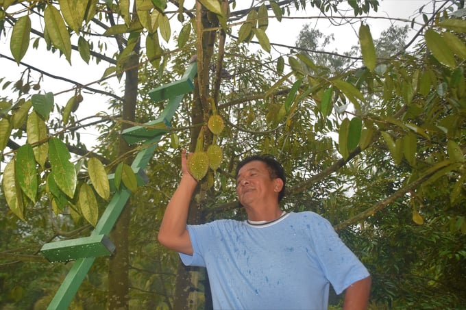 Ông Hồ Nhất Cẩn bên những cây sầu riêng cho quả năm thứ 2 trong trang trại ở phường Hoài Tân (thị xã Hoài Nhơn, Bình Định). Ảnh: Vũ Đình Thung.