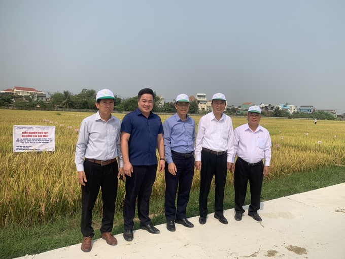 Deputy Minister of Agriculture and Rural Development Phung Duc Tien (2nd from the right) and Director Ho Huy Cuong (far right) visit a small-scale experimental model of colored rice varieties in An Nhon town (Binh Dinh). Photo: V.D.T.