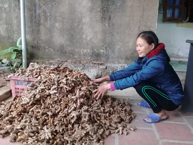 Cây nghệ dễ trồng, dễ chế biến, cho thu nhập khá cao cho nông dân Nghệ An.