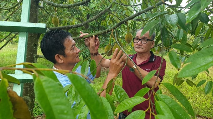 Năm nay, gần 1.000 cây sầu riêng trồng lứa đầu của ông Hồ Nhất Cẩn cho quả năm thứ 2. Ảnh: Vũ Đình Thung.