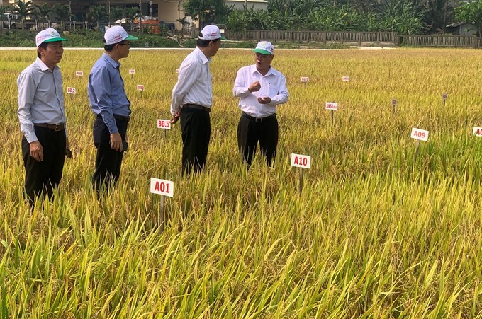 Director Ho Huy Cuong introduced ASISOV's experimental field in An Nhon town (Binh Dinh) to Deputy Minister of Agriculture and Rural Development Phung Duc Tien and the delegation. Photo: V.D.T.