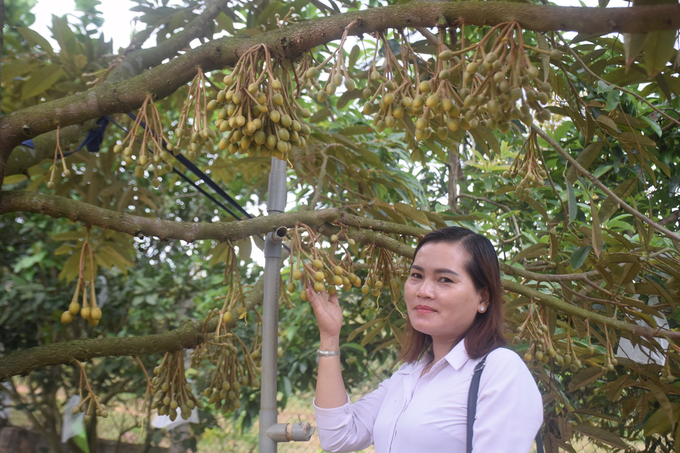 Chị Trần Thị Kim Anh, Giám đốc Công ty TNHH MTV Thế giới cây giống ở phường Hoài Tân (thị xã Hoài Nhơn, Bịnh Định), cơ sở cung cấp giống sầu riêng cho trang trại ông Cẩn. Ảnh: Vũ Đình Thung.