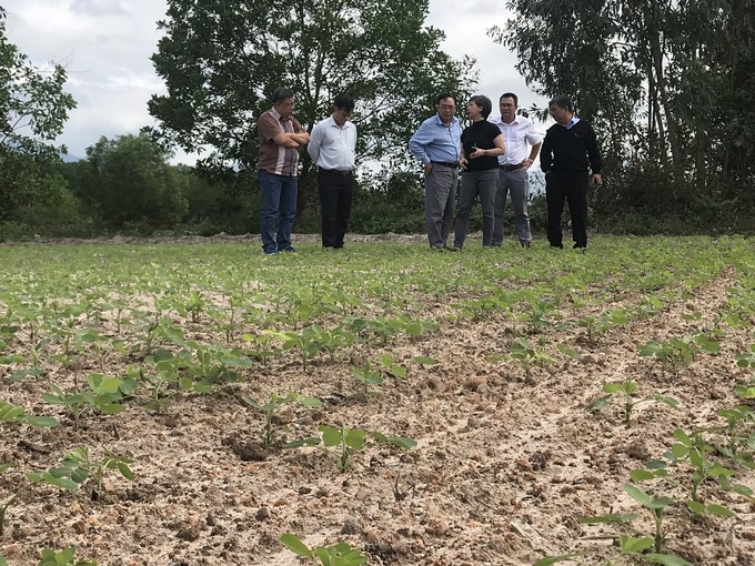 Leaders of the Department of Crop Production and leaders of the Binh Dinh Department of Agriculture and Rural Development visit LDH.09 peanut fields in Cat Hiep commune (Phu Cat district, Binh Dinh). Photo: V.D.T.