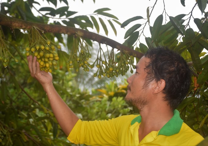Anh Trần Ngọc Viễn đang làm việc tại Siêu thị cây giống (Welofarm) ở Bến Tre về Bình Định giúp ông Cẩn chăm sóc cây sầu riêng theo hướng hữu cơ. Ảnh: Vũ Đình Thung.