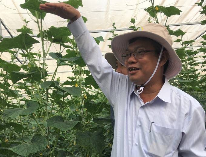 Director of ASISOV Ho Huy Cuong introduced at the conference two F1 hybrid cucumber varieties selected by the Institute, BD.01 and BD.02. Photo: V.D.T.