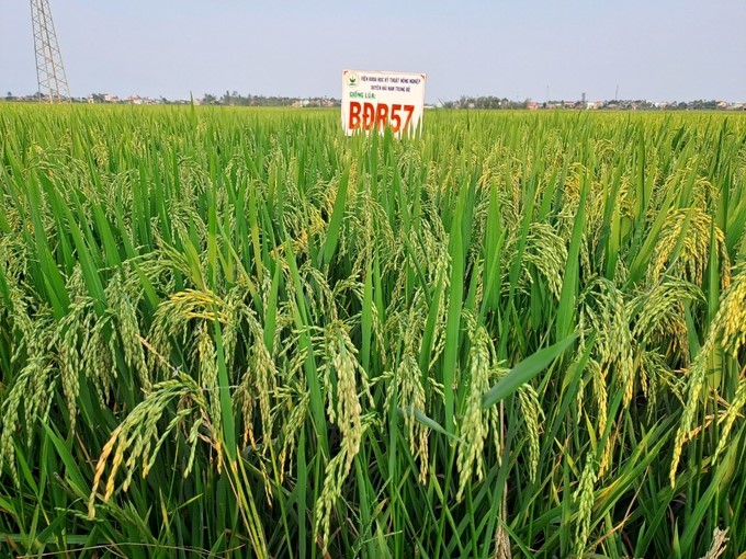 The BDR57 variety is produced in the winter-spring season 2022–2023 in Quang Ngai. Photo: V.D.T.