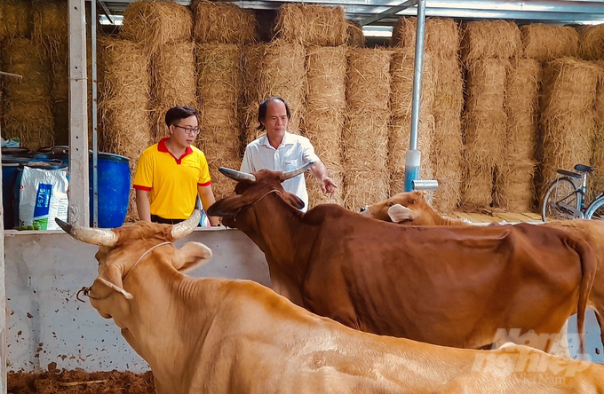 Nông dân Trà Vinh thường xuyên theo dõi đàn bò, chủ động tiêm phòng theo hướng dẫn của cơ quan thú y địa phương. Ảnh: Hồ Thảo.