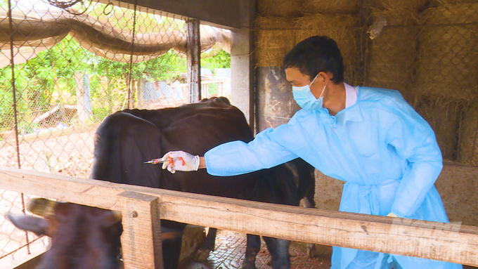 Cán bộ thú y tỉnh Trà Vinh đang tiêm vacxin phòng bệnh trên đàn bò trên toàn tỉnh. Ảnh: Hồ Thảo.