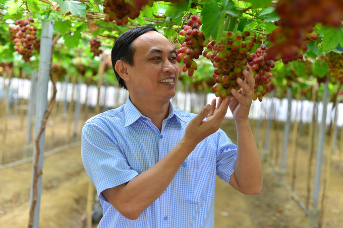 TS Mai Văn Hào, Viện trưởng Viện Nghiên cứu Bông và Phát triển nông nghiệp Nha Hố kiểm tra giống nho mới NH01-152 có giá trị kinh tế cao gấp nhiều lần so với giống nho thường. Ảnh: M.P.