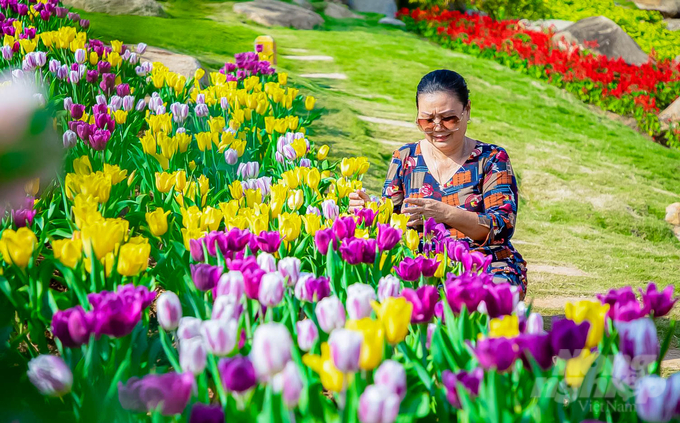 Đến với Tây Ninh, khách du lịch còn được đắm mình vào những thảm hoa tulip với đủ màu sắc quyến rũ. Ảnh: Trần Trung.