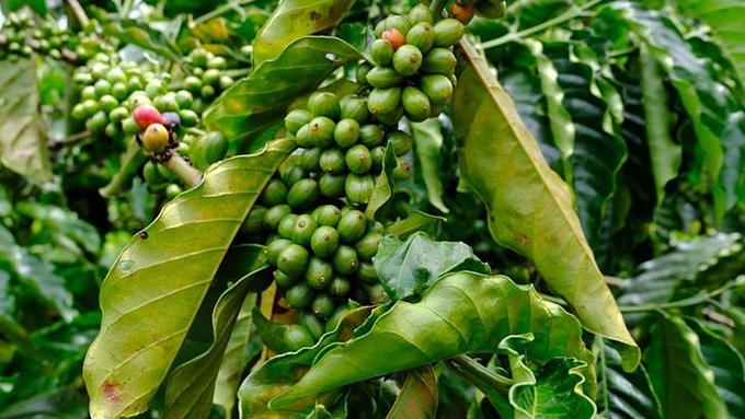 Update on the latest coffee market prices on 05/14/2023