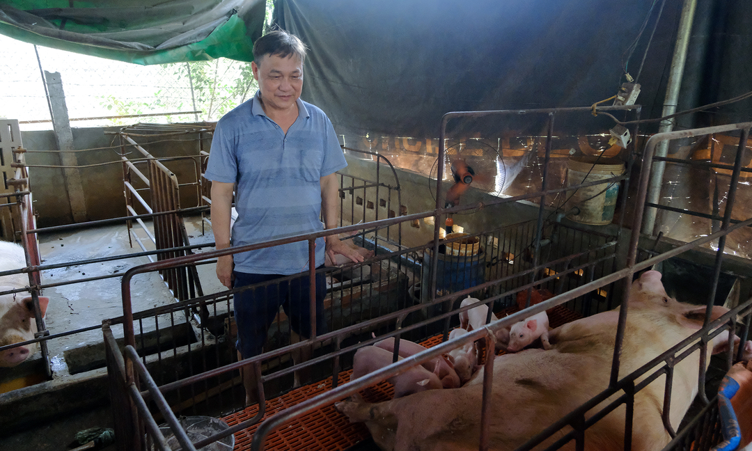 Ông Lê Viết Thể tiêm thử nghiệm vacxin Dịch tả lợn Châu Phi trên đàn lợn trong quy mô chăn nuôi nông hộ. Ảnh: Bảo Thắng.