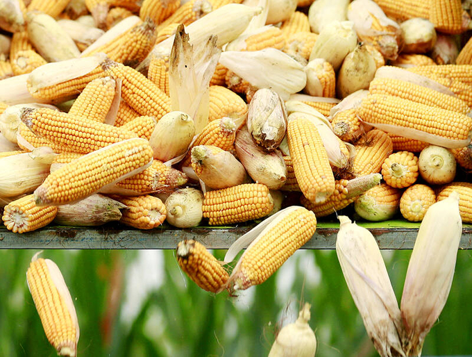 A harvester unloads corn at a farm in Hebei Province, China, in Sept. 30, 2015. Photo: Reuters.