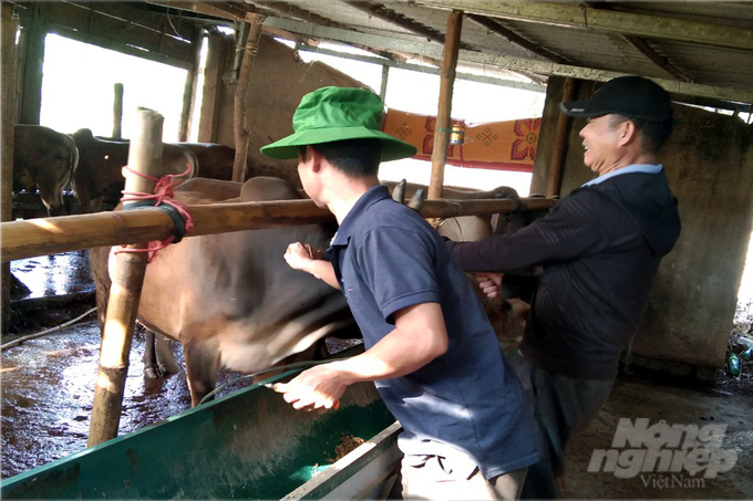 The vaccination rate for livestock in Quang Tri only reached 30 to 35% during the peak month. Photo: Cong Dien.