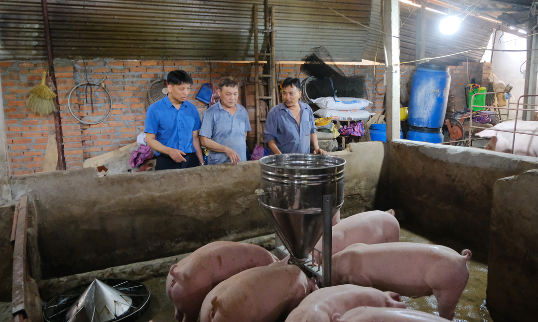 Ông Nguyễn Văn Điệp, Tổng Giám đốc Công ty Cổ phần AVAC Việt Nam cùng ông Lê Viết Thể phổ biến kinh nghiệm và kiểm tra tình hình đàn lợn tại các nông hộ sau khi tiêm vacxin Dịch tả lợn Châu Phi. Ảnh: Bảo Thắng.
