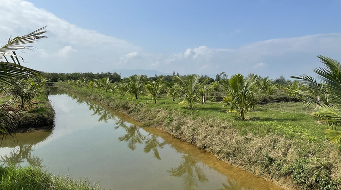 Cây dừa đã đứng vững trên vùng đất nhiễm phèn mặn xã Quảng Văn. Ảnh: T.Phùng.