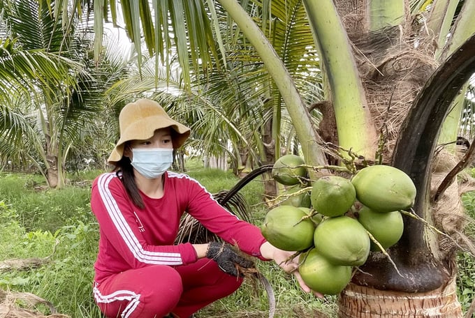 Cây dừa xiêm hứa hẹn mang lại thu nhập tốt cho vùng đất phèn mặn ở Quảng Bình. Ảnh: T.Phùng.