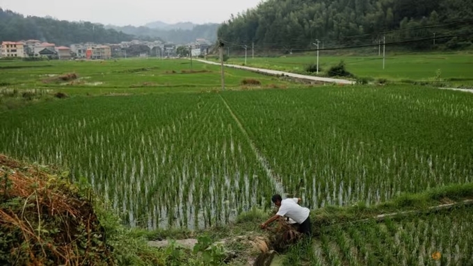 Một nông dân chăm sóc cánh đồng lúa của mình ở huyện Lê Bình, tỉnh Quý Châu, Trung Quốc. Ảnh: Reuters/Thomas Peter.