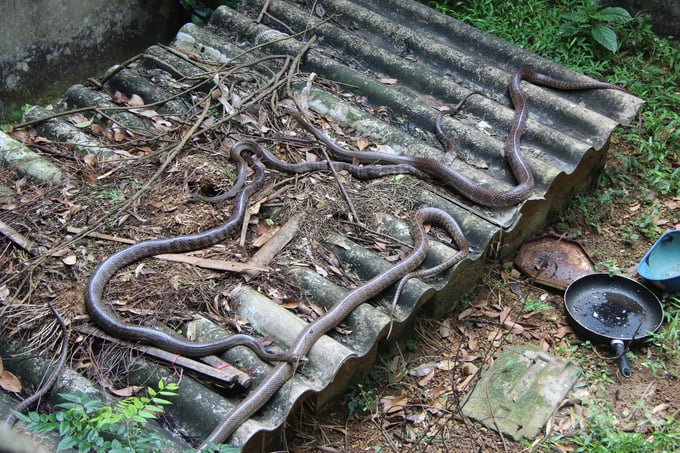 Chuồng trại cho rắn hổ trâu được thiết kế bán hoang dã, tạo môi trường cho rắn phát triển, sinh sản. Ảnh: Nguyễn Hoàn.