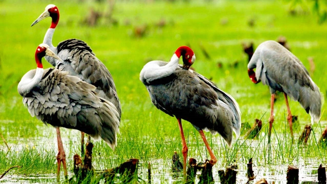 Red-crowned cranes at Tram Chim National Park.