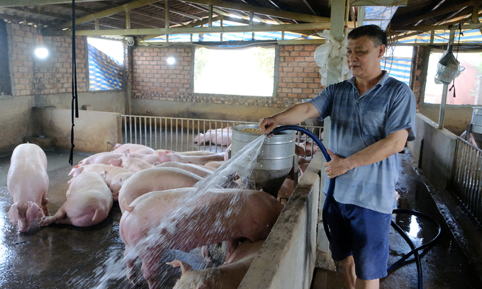 Mr. The puts great efforts into cleaning the farm to ensure a disease-free environment. Photo: Pham Hieu.