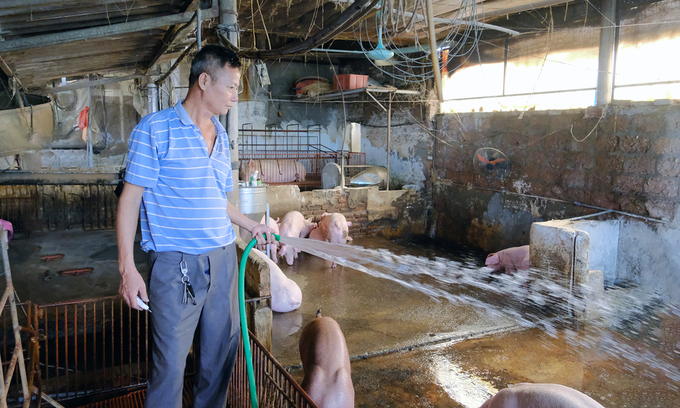 Mr. Nguyen Van Hai was encouraged to re-herd thanks to the AVAC ASF LIVE vaccine. Photo: Pham Hieu.