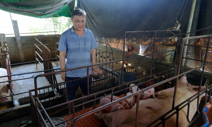 Mr. Le Viet The tested the ASF vaccine on the pigs in his farming household. Photo: Bao Thang.