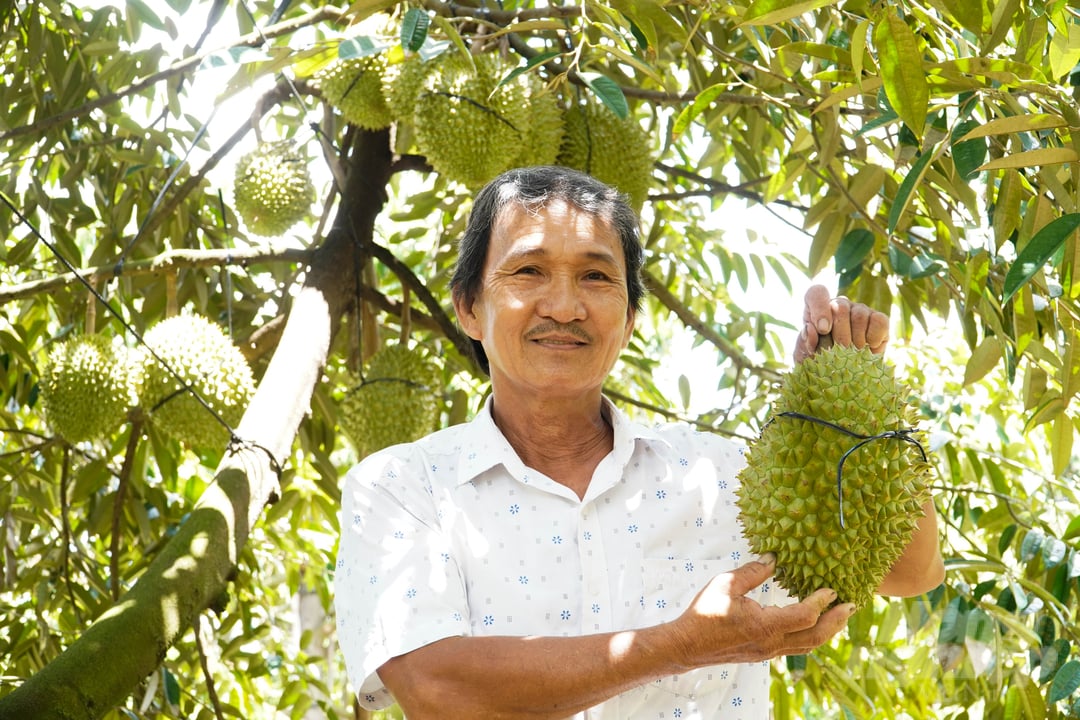 Vụ sầu riêng 2023, nông dân TP Cần Thơ rất phấn khởi khi sầu riêng cho trái to, đẹp, năng suất cao. Ảnh: Kim Anh.