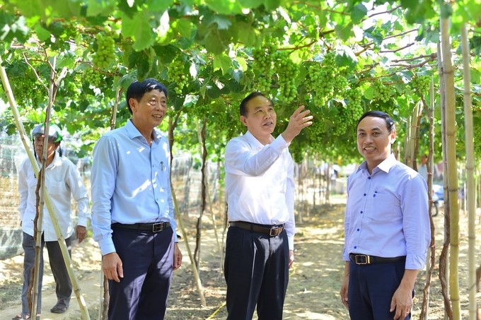 Deputy Minister of Agriculture and Rural Development Phung Duc Tien visited a model of a new grape variety selected and created by the Nha Ho Research Institute for Cotton and Agricultural Development. Photo: MP.