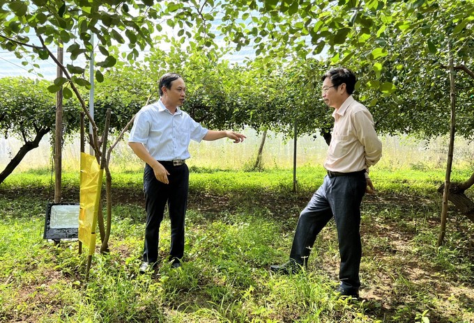 An apple variety with high yield and quality has been successfully researched and transferred to large-scale production by the Institute. Photo: M.P.