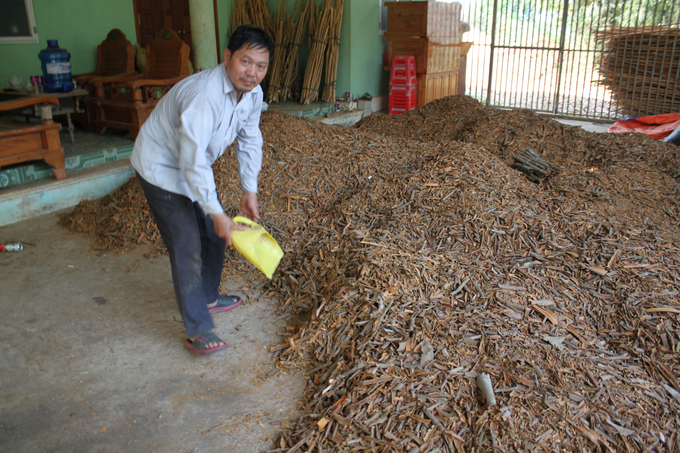 Năm nay, gia đình anh Bàn văn Thanh ở thôn Lùng Xa 1 mở đại lý thu mua các sản phẩm quế nên bà con trong xã Cốc Ly rất thuận lợi tiêu thụ. Ảnh: Xuân Cường.