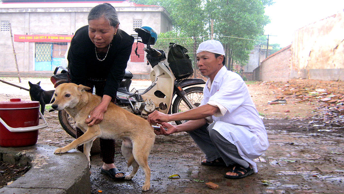 The heads of local People's Committees are fully responsible for directing and organizing rabies prevention and control measures. Photo: PH.