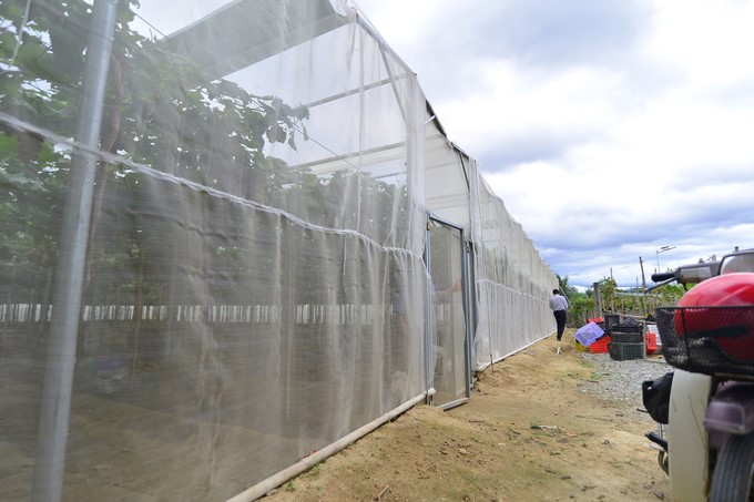 The greenhouse system has been successfully researched by the Institute to prevent pests and serve production even in the rainy season. Photo: M.P.